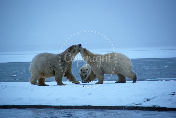 Pre-Dawn Play II, Arctic Alaska
