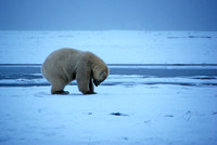 Polar Ponder I, Arctic Alaska