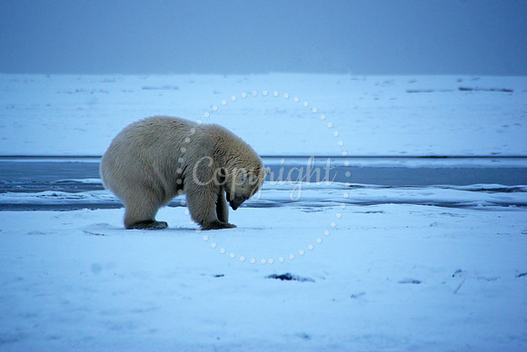 Polar Ponder I, Arctic Alaska