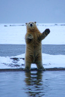 Well, Hello There, Arctic Alaska