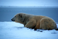 Polar Bear at Rest I, Arctic Alaska