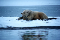 Polar Bear at Rest II, Arctic Alaska