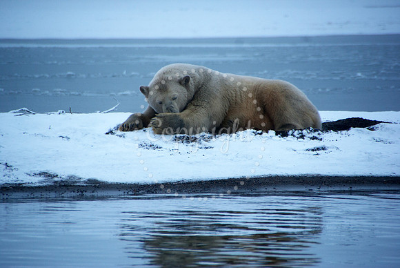 Polar Bear at Rest II, Arctic Alaska