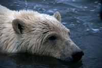 Wild Ursus Maritimus III, Arctic Alaska