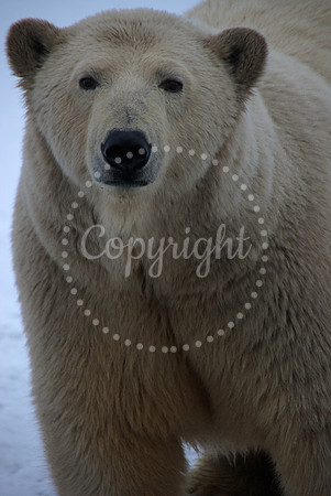 Wild Ursus Maritimus VIII, Arctic Alaska