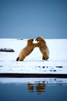 Polar Playtime Reflection I, Arctic Alaska