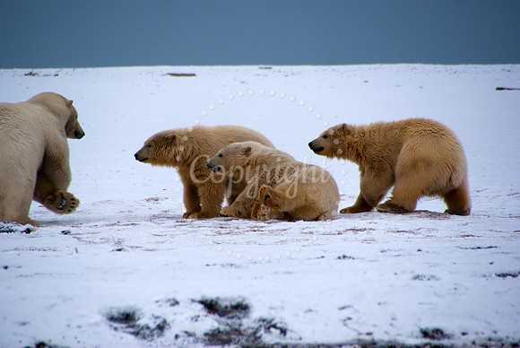 Polar Playtime with Parent I, Arctic Alaska
