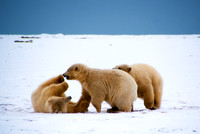 Polar Playtime III, Arctic Alaska