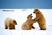 Polar Playtime IV, Arctic Alaska