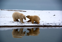 Polar Playtime Reflection II, Arctic Alaska