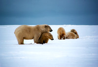 Polar Playtime with Parent III, Arctic Alaska