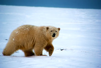 Yearling Stroll, Arctic Alaska