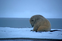 Polar Ponder II, Arctic Alaska