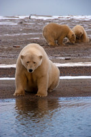 Babysitting's a Drag,  Arctic Alaska