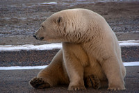 Autumn Bear,  Arctic Alaska