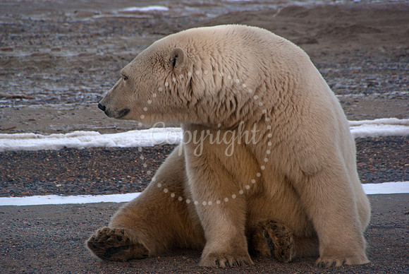 Autumn Bear,  Arctic Alaska