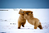Polar Playtime V, Arctic Alaska