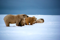 Polar Playtime with Parent II, Arctic Alaska
