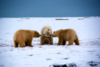 Polar Playtime II, Arctic Alaska