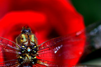 Dragonfly and rose