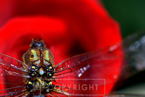 Dragonfly and rose
