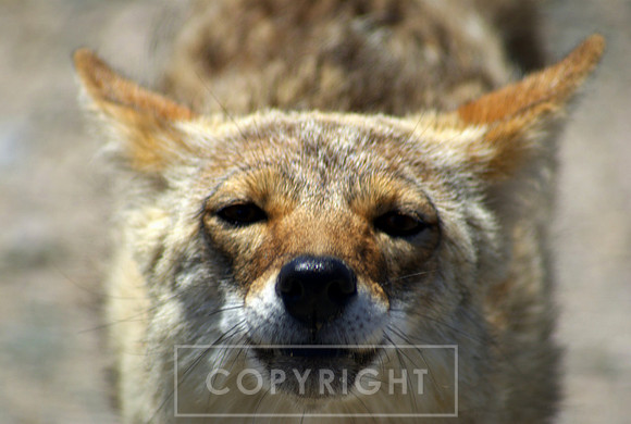 Coyote, Death Valley, California