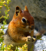 Golden mantled ground squirrel, Lake Tahoe CA