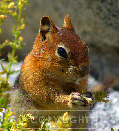 Golden mantled ground squirrel, Lake Tahoe CA