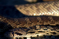 Gopher snake, Eastern Washington
