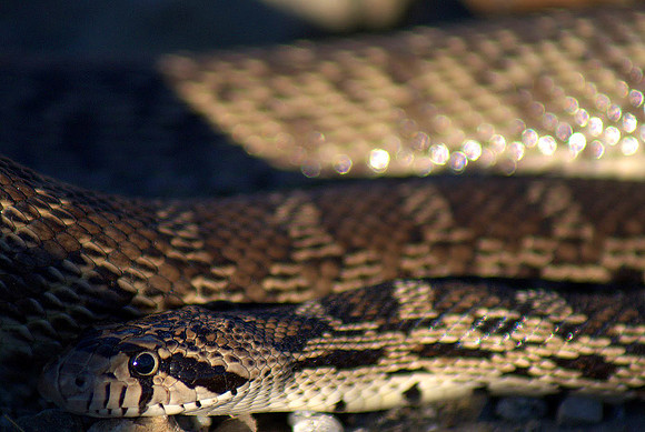 Gopher snake, Eastern Washington
