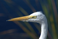 Great egret, Florida
