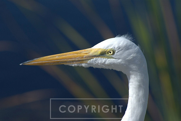 Great egret, Florida