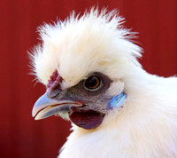 Silkie