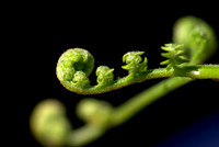 Fiddlehead fern