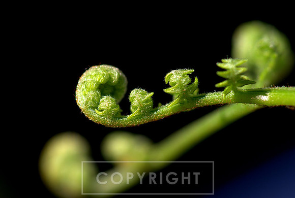 Fiddlehead fern