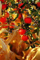 Autumn Harvest