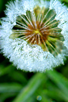 Frosted dandelion seed head
