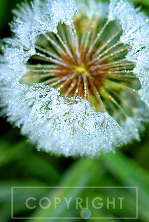 Frosted dandelion seed head