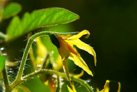 Tomato blossom