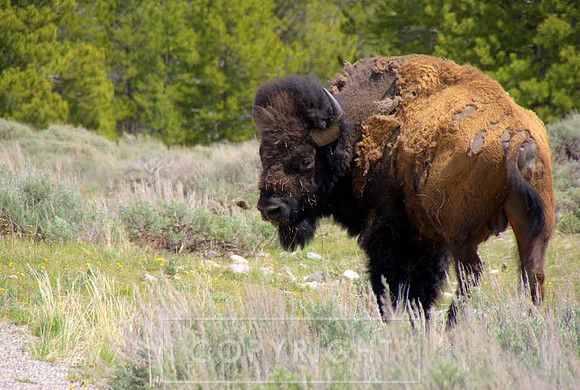 Bison, Yellowstone, Wyoming