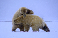 Polar Bears VIII, Arctic Ocean, WHL