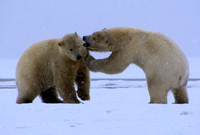 Polar Bears VII, Arctic Ocean, WHL