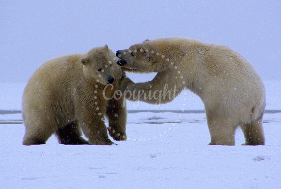Polar Bears VII, Arctic Ocean, WHL