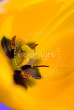 Tulip, WHL
