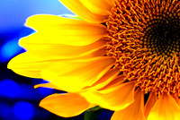 Sunflower I