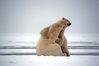 Polar Bears IV, Arctic Ocean, WHL