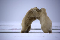Polar Bears V, Arctic Ocean, WHL