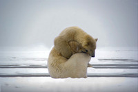 Polar Bears III, Arctic Ocean, WHL