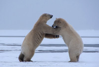 Polar Bears VI, Arctic Ocean, WHL