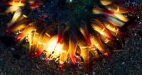 Sea Anemone, WHL